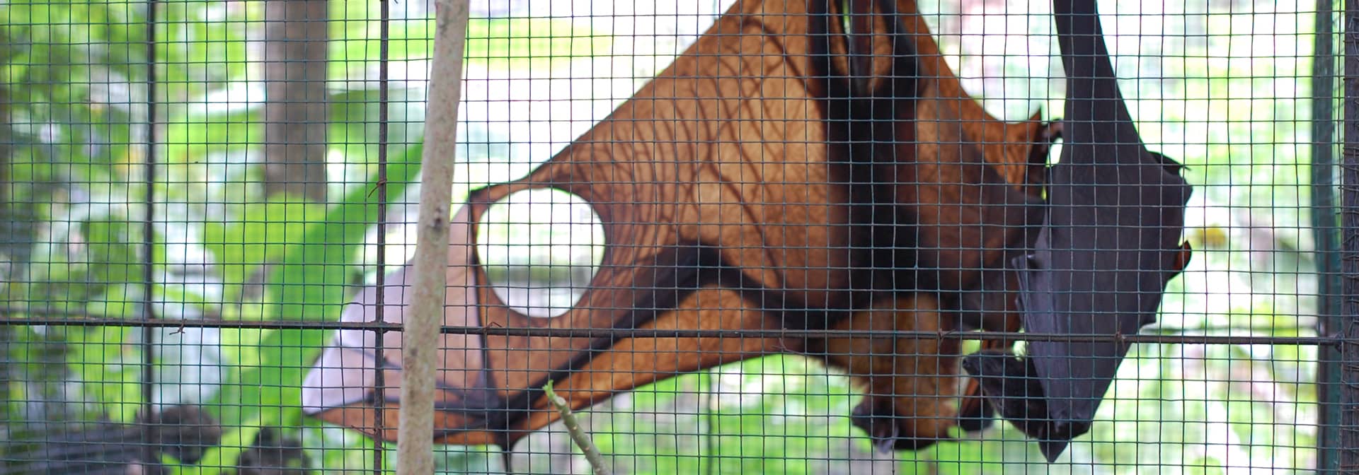 Bat and Wildlife Exclusion Ann Arbor Exterminator